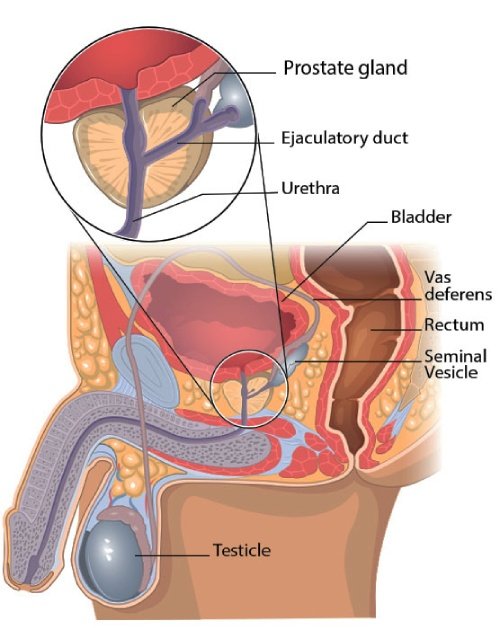 Fluxactive Complete properties
